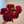 🌺The queen of flowers-ouble petaled piani seeds