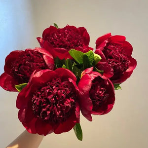 🌺The queen of flowers-ouble petaled piani seeds
