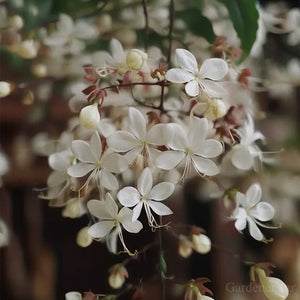 🌼Rare Trailing Jasmine Seeds✨Super easy to care - It keeps blooming even in winter