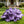 💎 Rare Multi-Color Opal Hosta Seeds – Shimmering Foliage for Elegant Shade Gardens 🌿