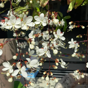 🌼Rare Trailing Jasmine Seeds✨Super easy to care - It keeps blooming even in winter