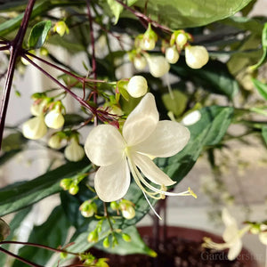 🌼Rare Trailing Jasmine Seeds✨Super easy to care - It keeps blooming even in winter
