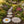 Reusable Decorative Garden Stepping Stone Mold