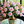 🌵 Desert Rose – Exotic Blooms, Effortless Beauty! 🌺✨
