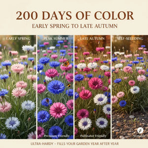Premium Cornflower Seeds