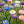 Premium Cornflower Seeds