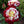🌹 Rare Twin Red & White Rose Seeds — Vibrant Garden Blooms