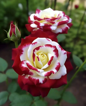 🌹 Rare Twin Red & White Rose Seeds — Vibrant Garden Blooms