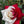 🌹 Rare Twin Red & White Rose Seeds — Vibrant Garden Blooms