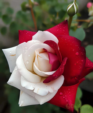 🌹 Rare Twin Red & White Rose Seeds — Vibrant Garden Blooms