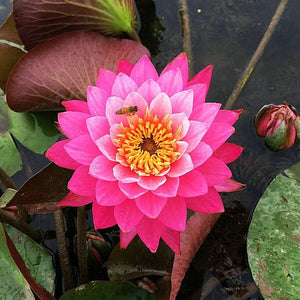 🔥💐The Sacred Bonsai Bowl Lotus Flower Seeds