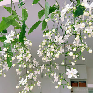 🌼Rare Trailing Jasmine Seeds✨Super easy to care - It keeps blooming even in winter