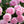 🌺The queen of flowers-ouble petaled piani seeds