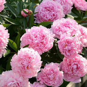 🌺The queen of flowers-ouble petaled piani seeds