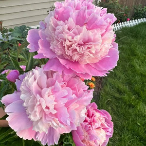 🌺The queen of flowers-ouble petaled piani seeds
