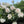 🌺The queen of flowers-ouble petaled piani seeds