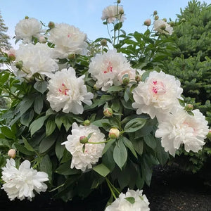🌺The queen of flowers-ouble petaled piani seeds