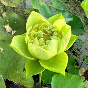 🔥💐The Sacred Bonsai Bowl Lotus Flower Seeds