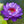🔥💐The Sacred Bonsai Bowl Lotus Flower Seeds
