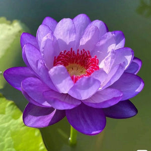 🔥💐The Sacred Bonsai Bowl Lotus Flower Seeds