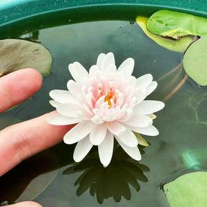 🔥💐The Sacred Bonsai Bowl Lotus Flower Seeds