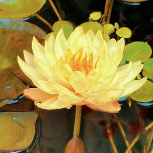 🔥💐The Sacred Bonsai Bowl Lotus Flower Seeds