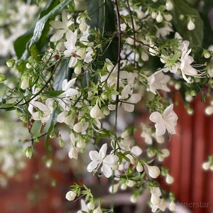 🌼Rare Trailing Jasmine Seeds✨Super easy to care - It keeps blooming even in winter