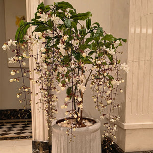 🌼Rare Trailing Jasmine Seeds✨Super easy to care - It keeps blooming even in winter