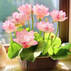 🔥💐The Sacred Bonsai Bowl Lotus Flower Seeds