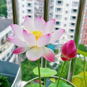 🔥💐The Sacred Bonsai Bowl Lotus Flower Seeds