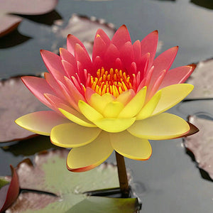 🔥💐The Sacred Bonsai Bowl Lotus Flower Seeds