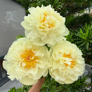 🌺The queen of flowers-ouble petaled piani seeds