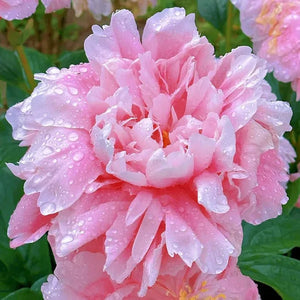 🌺The queen of flowers-ouble petaled piani seeds