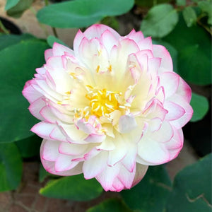 🔥💐The Sacred Bonsai Bowl Lotus Flower Seeds