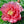 🌸 Double Climbing Peony Vine Hardy Perennial Garden Climber for Indoor & Outdoor Beauty