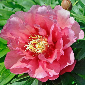 🌸 Double Climbing Peony Vine Hardy Perennial Garden Climber for Indoor & Outdoor Beauty
