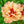 🌸 Double Climbing Peony Vine Hardy Perennial Garden Climber for Indoor & Outdoor Beauty