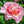 🌸 Double Climbing Peony Vine Hardy Perennial Garden Climber for Indoor & Outdoor Beauty