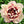 🌸 Double Climbing Peony Vine Hardy Perennial Garden Climber for Indoor & Outdoor Beauty