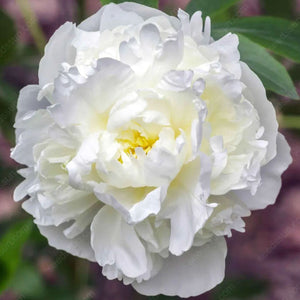 🌸 Double Climbing Peony Vine Hardy Perennial Garden Climber for Indoor & Outdoor Beauty