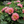 🌸 Double Climbing Peony Vine Hardy Perennial Garden Climber for Indoor & Outdoor Beauty