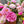 🌺The queen of flowers-ouble petaled piani seeds