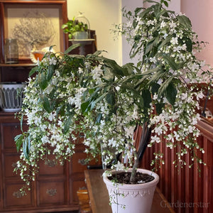 🌼Rare Trailing Jasmine Seeds✨Super easy to care - It keeps blooming even in winter