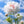 🌺The queen of flowers-ouble petaled piani seeds