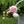 🌺The queen of flowers-ouble petaled piani seeds