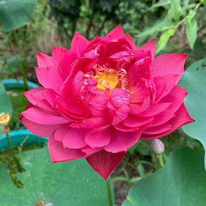 🔥💐The Sacred Bonsai Bowl Lotus Flower Seeds