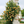 🌹Climbing Vine Rose Seeds – Transform Your Garden Into a Blooming Rose Wall
