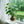 🎈🪴Red rattan Stephania Erecta: The strongest houseplant for lazy people🌿