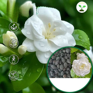 🌼Rare Trailing Jasmine Seeds✨Super easy to care - It keeps blooming even in winter