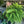 🏆Flash Sale⚡ 50K+ SOLD!🔥🌱 UV-Resistant Lifelike Artificial Boston Fern 🌳